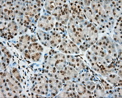 HMRF1L / MTRF1L Antibody - Immunohistochemical staining of paraffin-embedded Human pancreas tissue using anti-MTRF1L mouse monoclonal antibody. (Dilution 1:50).