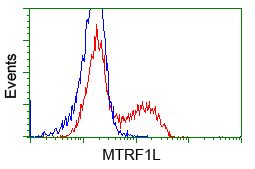 HMRF1L / MTRF1L Antibody - HEK293T cells transfected with either overexpress plasmid (Red) or empty vector control plasmid (Blue) were immunostained by anti-MTRF1L antibody, and then analyzed by flow cytometry.