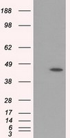 HMRF1L / MTRF1L Antibody - HEK293T cells were transfected with the pCMV6-ENTRY control (Left lane) or pCMV6-ENTRY MTRF1L (Right lane) cDNA for 48 hrs and lysed. Equivalent amounts of cell lysates (5 ug per lane) were separated by SDS-PAGE and immunoblotted with anti-MTRF1L.