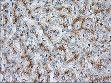 HMRF1L / MTRF1L Antibody - IHC of paraffin-embedded liver tissue using anti-MTRF1L mouse monoclonal antibody. (Dilution 1:50).