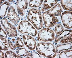 HMRF1L / MTRF1L Antibody - IHC of paraffin-embedded Kidney tissue using anti-MTRF1L mouse monoclonal antibody. (Dilution 1:50).