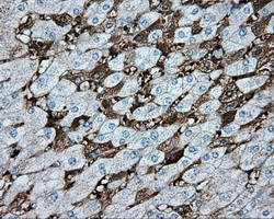 HMRF1L / MTRF1L Antibody - IHC of paraffin-embedded liver tissue using anti-MTRF1L mouse monoclonal antibody. (Dilution 1:50).