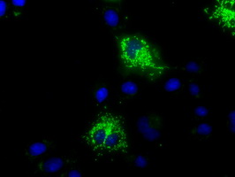 HMRF1L / MTRF1L Antibody - Anti-MTRF1L mouse monoclonal antibody  immunofluorescent staining of COS7 cells transiently transfected by pCMV6-ENTRY MTRF1L.