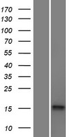 HMSD Protein - Western validation with an anti-DDK antibody * L: Control HEK293 lysate R: Over-expression lysate