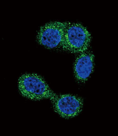 HMT / HNMT Antibody - Confocal immunofluorescence of HNMT Antibody with HeLa cell followed by Alexa Fluor 488-conjugated goat anti-rabbit lgG (green). DAPI was used to stain the cell nuclear (blue).