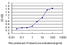 HMT / HNMT Antibody - Detection limit for recombinant GST tagged HNMT is approximately 0.1 ng/ml as a capture antibody.