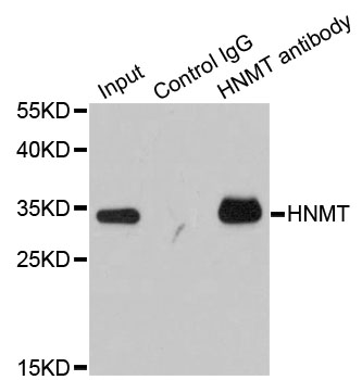 HMT / HNMT Antibody - Immunoprecipitation analysis of 200ug extracts of HT-29 cells.