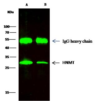 HMT / HNMT Antibody - HNMT was immunoprecipitated using: Lane A: 0.5 mg HepG2 Whole Cell Lysate. Lane B: 0.5 mg Hela Whole Cell Lysate. 2 uL anti-HNMT rabbit polyclonal antibody and 15 ul of 50% Protein G agarose. Primary antibody: Anti-HNMT rabbit polyclonal antibody, at 1:200 dilution. Secondary antibody: Dylight 800-labeled antibody to rabbit IgG (H+L), at 1:5000 dilution. Developed using the odssey technique. Performed under reducing conditions. Predicted band size: 33 kDa. Observed band size: 33 kDa.