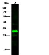 HMT / HNMT Antibody - Anti-HNMT rabbit polyclonal antibody at 1:500 dilution. Lane A: HepG2 Whole Cell Lysate. Lysates/proteins at 30 ug per lane. Secondary: Goat Anti-Rabbit IgG H&L (Dylight800) at 1/10000 dilution. Developed using the Odyssey technique. Performed under reducing conditions. Predicted band size: 33 kDa. Observed band size: 28 kDa. (We are unsure as to the identity of these extra bands.)