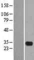 HMX2 Protein - Western validation with an anti-DDK antibody * L: Control HEK293 lysate R: Over-expression lysate