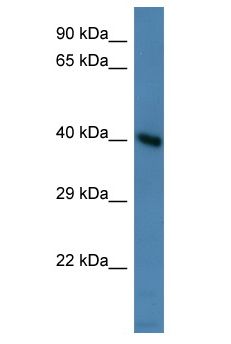 HMX3 Antibody - HMX3 antibody Western Blot of Mouse Heart. Antibody dilution: 1 ug/ml.  This image was taken for the unconjugated form of this product. Other forms have not been tested.