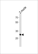 HMX3 Antibody - DANREhmx3 Antibody western blot of zebra fish muscle tissue lysates (35 ug/lane). The DANREhmx3 antibody detected the DANREhmx3 protein (arrow).
