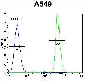 HN1 / ARM2 Antibody - HN1 Antibody flow cytometry of A549 cells (right histogram) compared to a negative control cell (left histogram). FITC-conjugated goat-anti-rabbit secondary antibodies were used for the analysis.