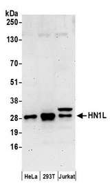 HN1L Antibody - Detection of human HN1L by western blot. Samples: Whole cell lysate (50 µg) from HeLa, HEK293T, and Jurkat cells prepared using NETN lysis buffer. Antibodies: Affinity purified rabbit anti-HN1L antibody used for WB at 0.1 µg/ml. Detection: Chemiluminescence with an exposure time of 3 minutes.