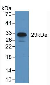 HNE / Neutrophil Elastase Antibody - Western Blot; Sample: Human Leukocyte Cells.