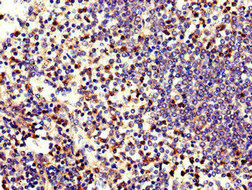 HNE / Neutrophil Elastase Antibody - Immunohistochemistry of paraffin-embedded human spleen tissue using ELANE Antibody at dilution of 1:100