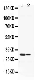 HNE / Neutrophil Elastase Antibody - Western blot - Anti-Elastase/ELANE/ELA2 Picoband Antibody