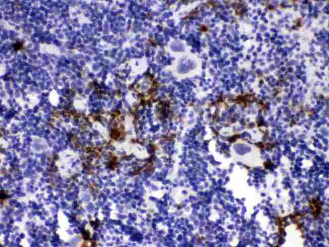 HNE / Neutrophil Elastase Antibody - Western blot - Anti-Elastase/ELANE/ELA2 Picoband Antibody