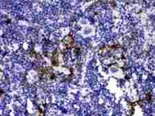 HNE / Neutrophil Elastase Antibody - Elastase/ELANE/ELA2 was detected in paraffin-embedded sections of mouse spleen tissues using rabbit anti-Elastase/ELANE/ELA2 Antigen Affinity purified polyclonal antibody at 1 µg/mL. The immunohistochemical section was developed using SABC method