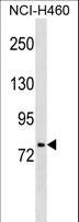 HNF1A / HNF1 Antibody - HNF1A Antibody (Ascites)western blot of NCI-H460 cell line lysates (35 ug/lane). The HNF1A antibody detected the HNF1A protein (arrow).