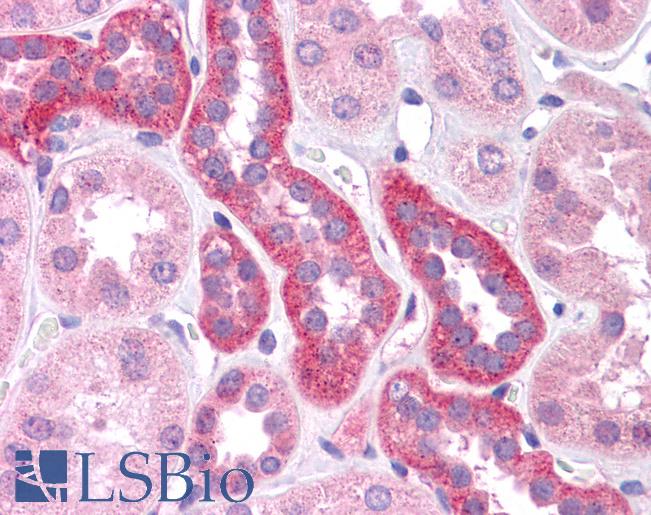 HNF1A / HNF1 Antibody - Anti-HNF1A / TCF1 antibody IHC of human kidney. Immunohistochemistry of formalin-fixed, paraffin-embedded tissue after heat-induced antigen retrieval. Antibody concentration 5 ug/ml.  This image was taken for the unconjugated form of this product. Other forms have not been tested.