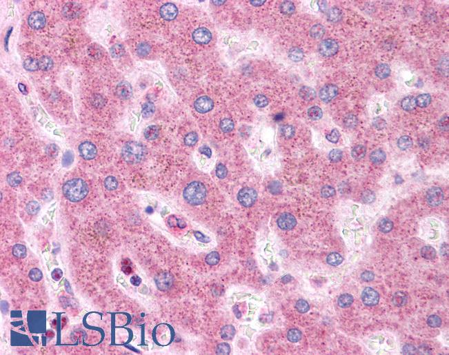 HNF1A / HNF1 Antibody - Anti-HNF1A / TCF1 antibody IHC of human liver. Immunohistochemistry of formalin-fixed, paraffin-embedded tissue after heat-induced antigen retrieval. Antibody concentration 5 ug/ml.  This image was taken for the unconjugated form of this product. Other forms have not been tested.