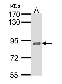 HNF1A / HNF1 Antibody - Sample (30 ug of whole cell lysate). A: Hep G2 . 7.5% SDS PAGE. HNF1A / HNF1 antibody diluted at 1:1000.
