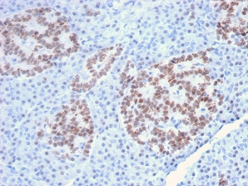 HNF1A / HNF1 Antibody - IHC staining of FFPE human pancreas with HNF1A antibody. HIER: boil tissue sections in pH6, 10mM citrate buffer, for 10-20 min and allow to cool before testing.