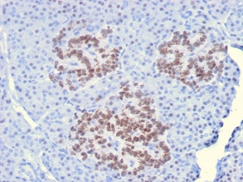 HNF1A / HNF1 Antibody - IHC staining of FFPE human pancreas with HNF1A antibody. HIER: boil tissue sections in pH6, 10mM citrate buffer, for 10-20 min and allow to cool before testing.