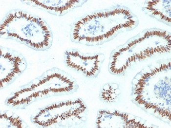 HNF1A / HNF1 Antibody - IHC staining of FFPE human small intestine with HNF1A antibody. HIER: boil tissue sections in pH6, 10mM citrate buffer, for 10-20 min and allow to cool before testing.