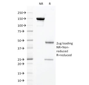 HNF1A / HNF1 Antibody - SDS-PAGE analysis of purified, BSA-free HNF1A antibody as confirmation of integrity and purity.