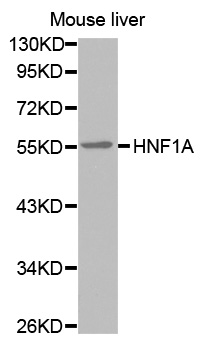 HNF1A / HNF1 Antibody - Western blot analysis of extracts of Mouse liver cell lines, using HNF1A antibody.