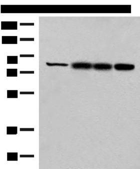 HNF1A / HNF1 Antibody - Western blot analysis of Human kidney tissue Rat liver tissue Mouse liver tissue and A172 cell lysates  using HNF1A Polyclonal Antibody at dilution of 1:250