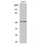 HNF4 Alpha+Gamma Antibody - Western blot of HNF-4alpha/gamma antibody