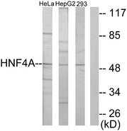 HNF4 Alpha+Gamma Antibody - Western blot analysis of lysates from HepG2, HeLa, and 293 cells, using HNF4 alpha/gamma Antibody. The lane on the right is blocked with the synthesized peptide.