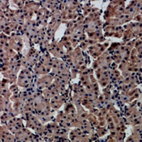 HNF4 Alpha+Gamma Antibody - Immunohistochemical analysis of HNF4 alpha/gamma staining in rat kidney formalin fixed paraffin embedded tissue section. The section was pre-treated using heat mediated antigen retrieval with sodium citrate buffer (pH 6.0). The section was then incubated with the antibody at room temperature and detected using an HRP conjugated compact polymer system. DAB was used as the chromogen. The section was then counterstained with haematoxylin and mounted with DPX.