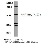HNF4 Alpha+Gamma Antibody - Western blot of HNF-4/ (K127) pAb in extracts from A549 cells.