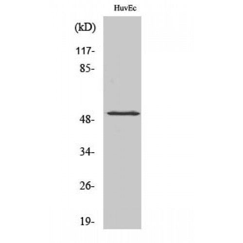 HNF4A / HNF4 Antibody - Western blot of Phospho-HNF4-alpha (S313) antibody