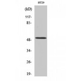 HNF4A / HNF4 Antibody - Western blot of HNF-4alpha antibody