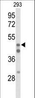 HNF4A / HNF4 Antibody - Western blot of HNF4A Antibody in 293 cell line lysates (35 ug/lane). HNF4A (arrow) was detected using the purified antibody.