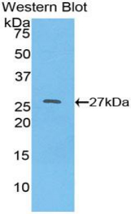 HNF4A / HNF4 Antibody - Western blot of recombinant HNF4A / HNF4.  This image was taken for the unconjugated form of this product. Other forms have not been tested.