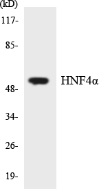 HNF4A / HNF4 Antibody - Western blot analysis of lysates from HT-29 cells, using HNF4 alpha Antibody. The lane on the right is blocked with the synthesized peptide.
