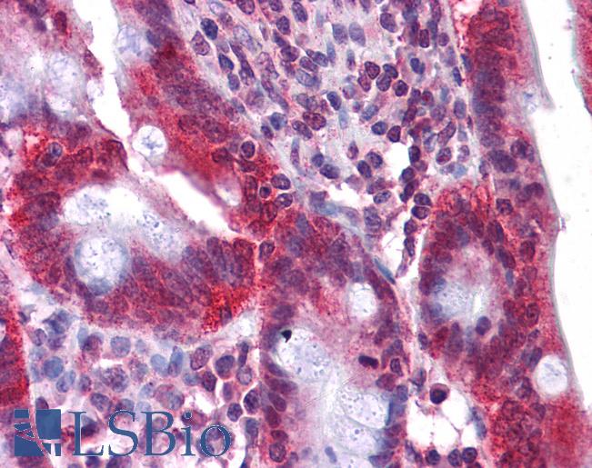 HNF4A / HNF4 Antibody - Anti-HNF4A / HNF4 antibody IHC of human small intestine. Immunohistochemistry of formalin-fixed, paraffin-embedded tissue after heat-induced antigen retrieval. Antibody concentration 5 ug/ml.  This image was taken for the unconjugated form of this product. Other forms have not been tested.