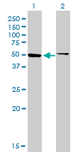 HNF4A / HNF4 Antibody - Western Blot analysis of HNF4A expression in transfected 293T cell line by HNF4A monoclonal antibody (M04), clone 4E2.Lane 1: HNF4A transfected lysate(51.6 KDa).Lane 2: Non-transfected lysate.