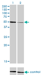 HNF4A / HNF4 Antibody - Western blot analysis of HNF4A over-expressed 293 cell line, cotransfected with HNF4A Validated Chimera RNAi (Lane 2) or non-transfected control (Lane 1). Blot probed with HNF4A monoclonal antibody (M04), clone 4E2 . GAPDH ( 36.1 kDa ) used as specificity and loading control.
