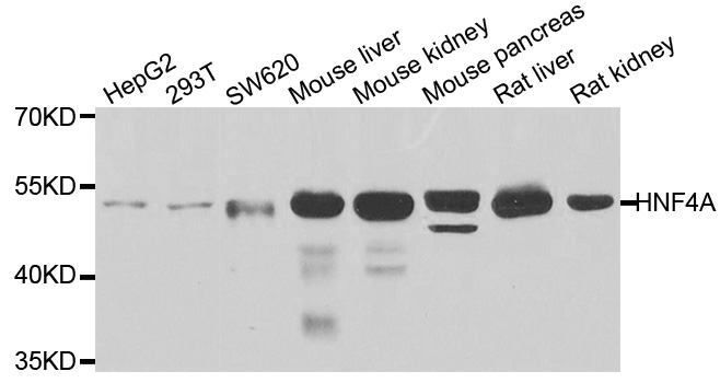 HNF4A / HNF4 Antibody - Western blot analysis of extracts of various cell lines.