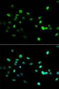HNF4A / HNF4 Antibody - Immunofluorescence analysis.