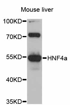 HNF4A / HNF4 Antibody - Western blot analysis of extracts of mouse liver, using HNF4a antibody at 1:1000 dilution. The secondary antibody used was an HRP Goat Anti-Rabbit IgG (H+L) at 1:10000 dilution. Lysates were loaded 25ug per lane and 3% nonfat dry milk in TBST was used for blocking. An ECL Kit was used for detection and the exposure time was 90s.