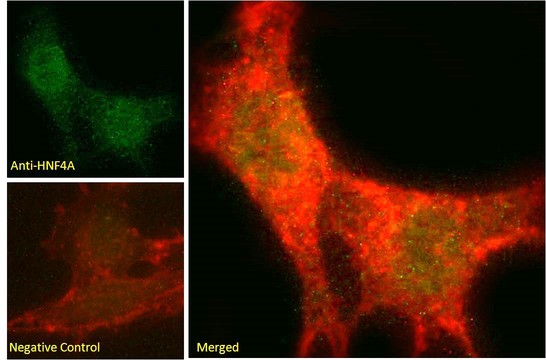 HNF4A / HNF4 Antibody - Immunofluorescence analysis of paraformaldehyde fixed NIH3T3 cells, permeabilized with 0.15% Triton. Primary incubation 1hr (10ug/ml) followed by Alexa Fluor 488 secondary antibody (2ug/ml), showing a low level of nuclear staining. Actin filaments were stained with phalloidin (red). Negative control: Unimmunized goat IgG (10ug/ml) followed by Alexa Fluor 488 secondary antibody (2ug/ml).