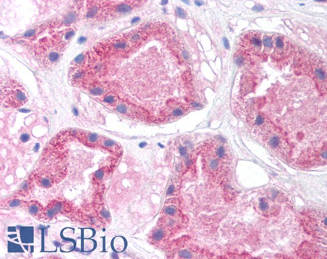 HNF4A / HNF4 Antibody - Anti-HNF4A / HNF4 antibody IHC of human kidney. Immunohistochemistry of formalin-fixed, paraffin-embedded tissue after heat-induced antigen retrieval. Antibody concentration 5 ug/ml.  This image was taken for the unconjugated form of this product. Other forms have not been tested.